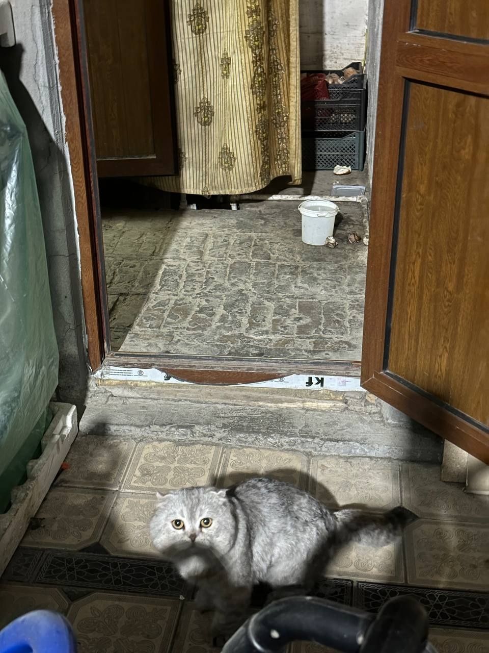 Scottish fold sotiladi.