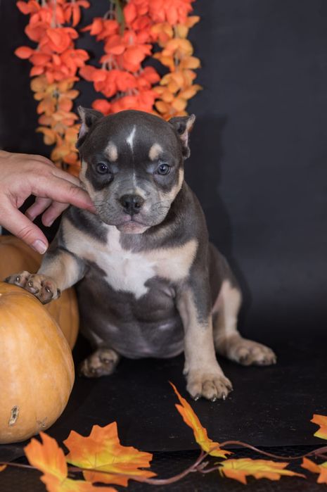 Американская булли оболденые дети