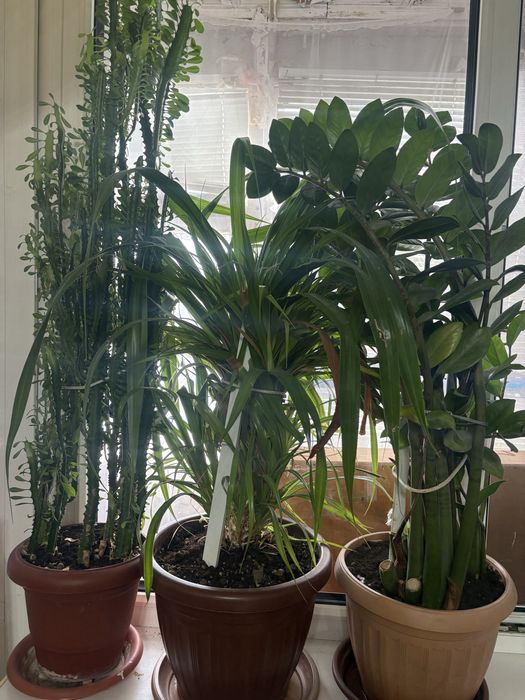 Цветы комнатные растения каждый по 10 тысяч