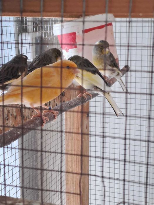 Canari Arlechin Portughez si de culoare