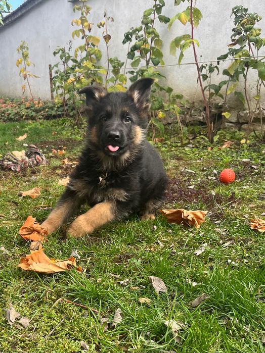 Немска овчарка женска