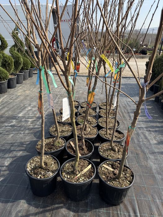 Kaki anul 6 si 7 diferite soiuri