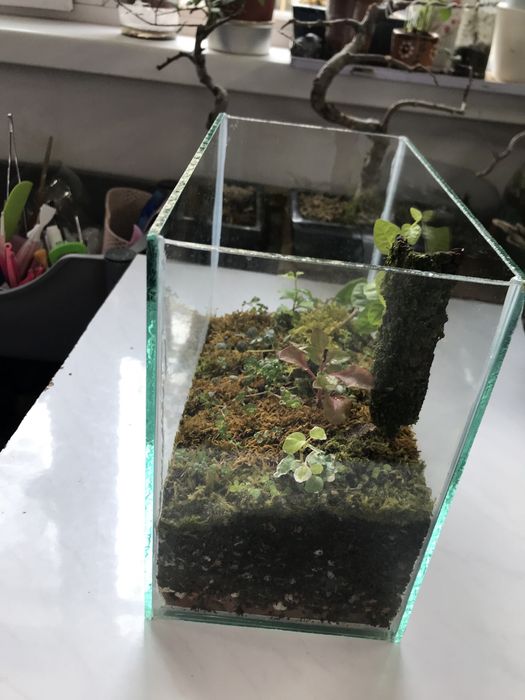 Продам мохариум!