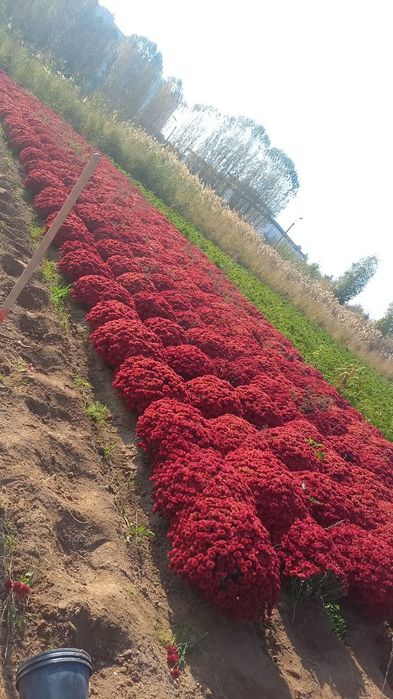 Xirzantema globus gullari sotiladi