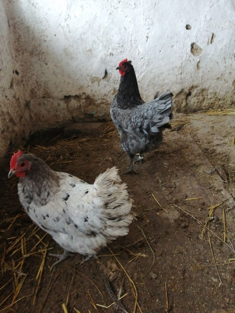 Oua australorp sphles și albastru