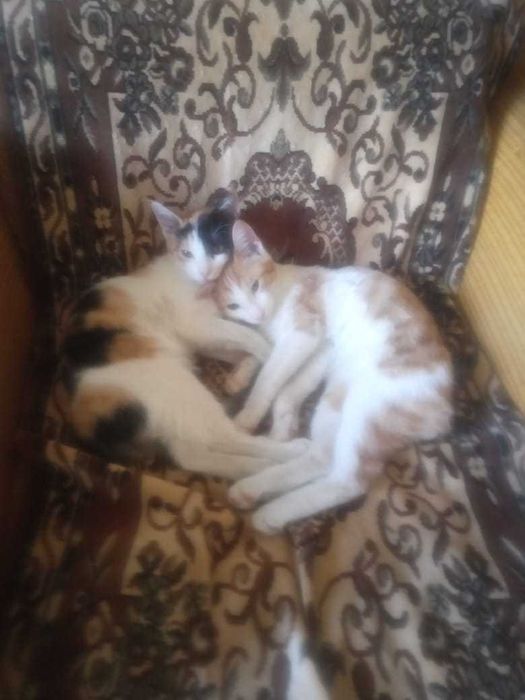Котята в добрый руки