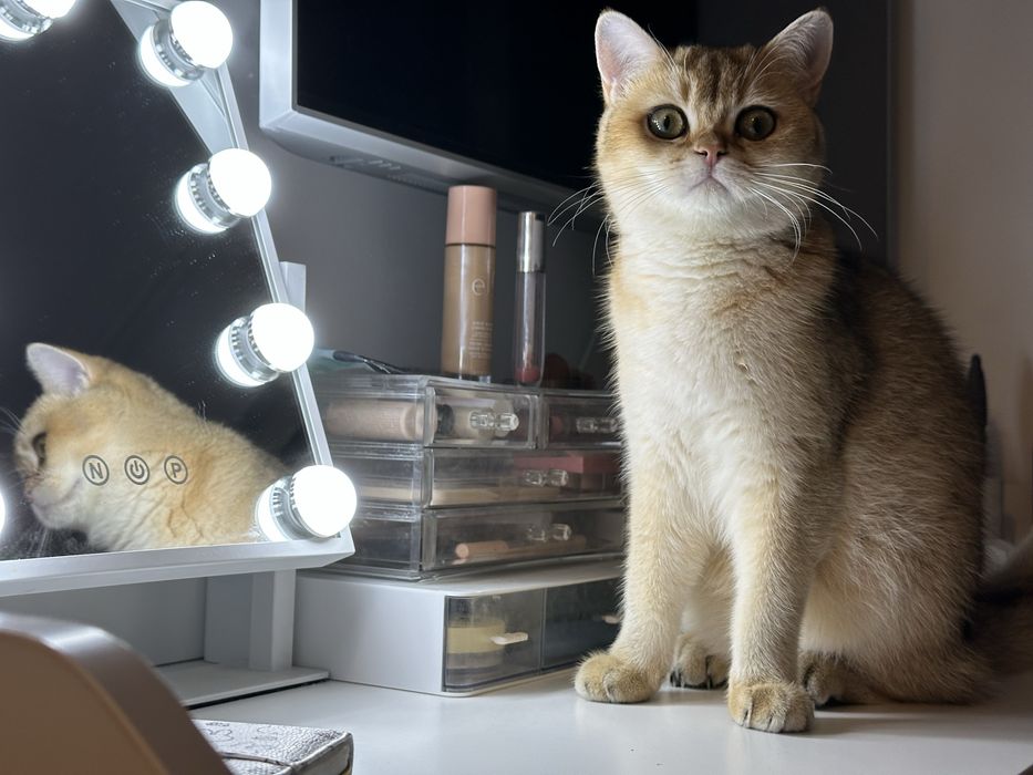 British shorthair golden shaded, FETITA superba !! FELISA AUTORIZATA !