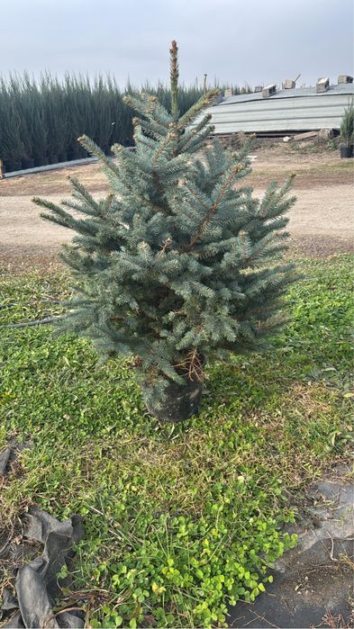 Елка голубая 1 метр Супер Блю