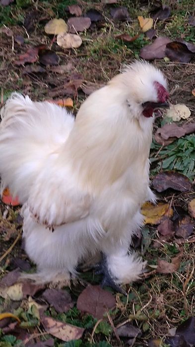 Cocosi Mãtase Japonezǎ