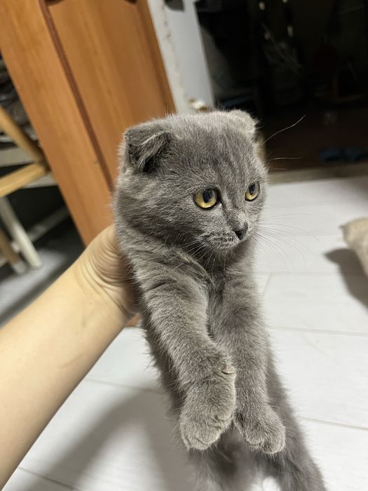 Вислоухая шотландка