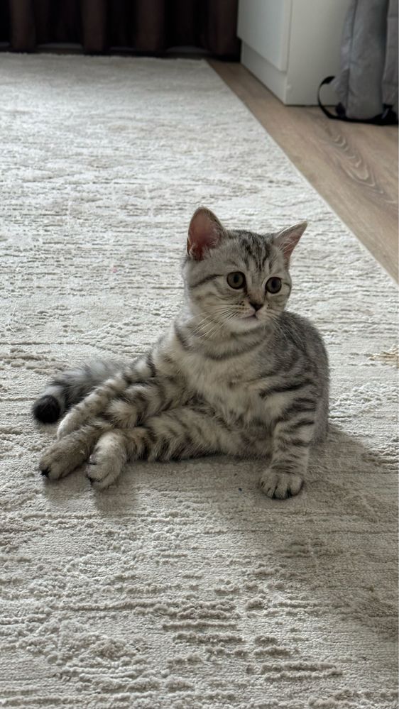 Продам домашную кошку