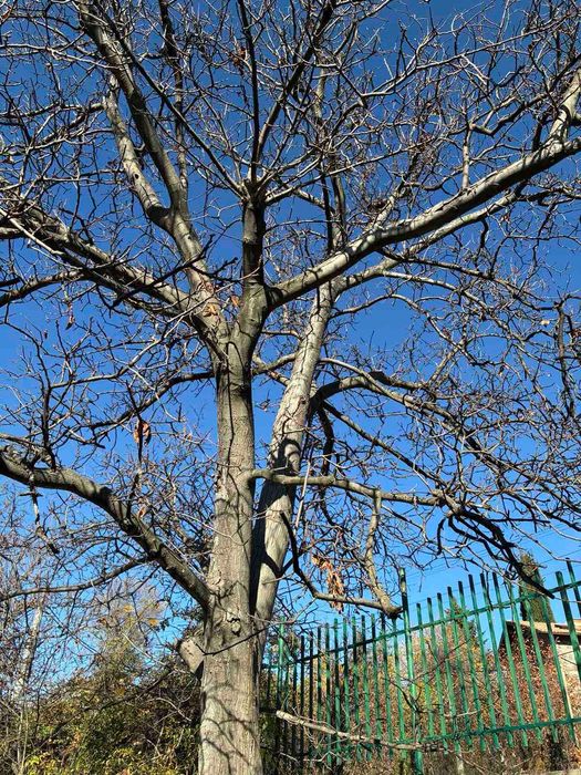 Орех необработен в с. Храбрино