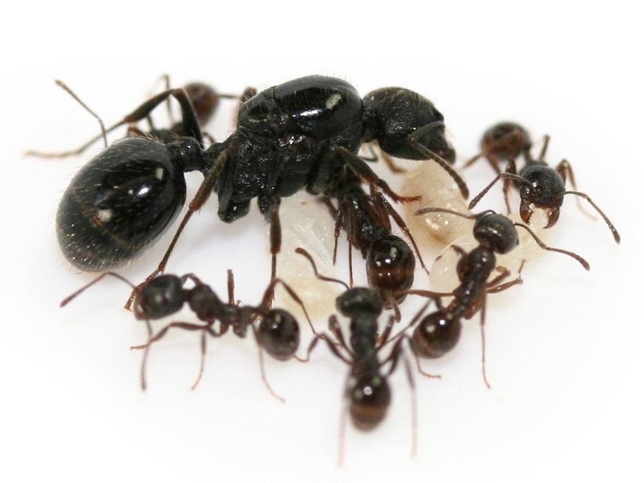Messor denticulatus 2025г