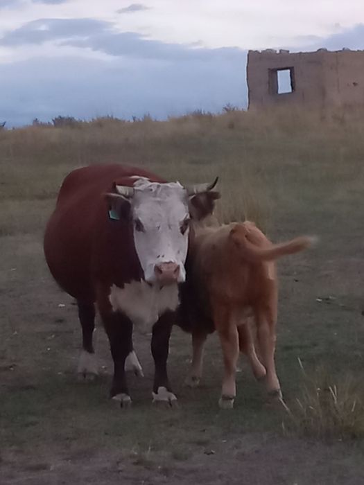 Крс ірі қара мал сатылады