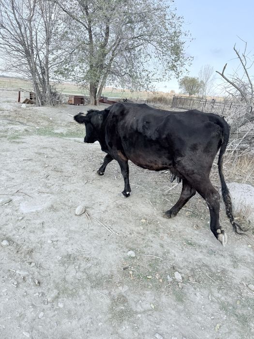 Бұзаулы сиыр сатылады жақсы бақутты сауылып тұр
