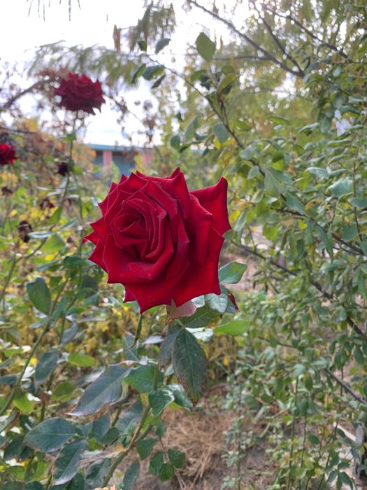 сдам по месячно 5ти комнатный  частный дом