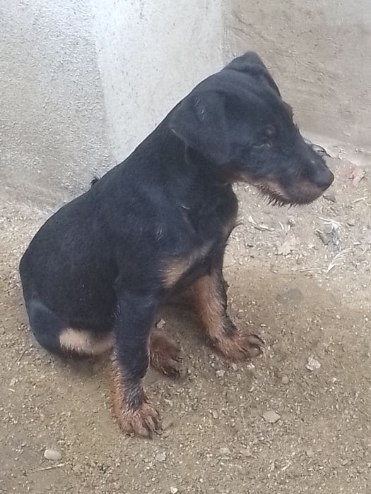 Cățel Jagdterrier femelă