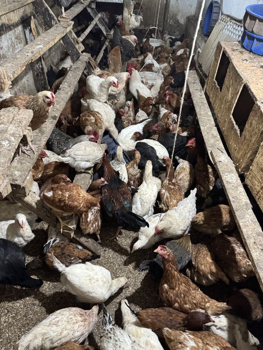 срочно продам кури курицы