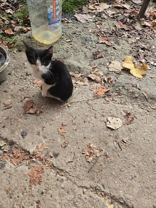 Ofer pisicuti spre adoptie