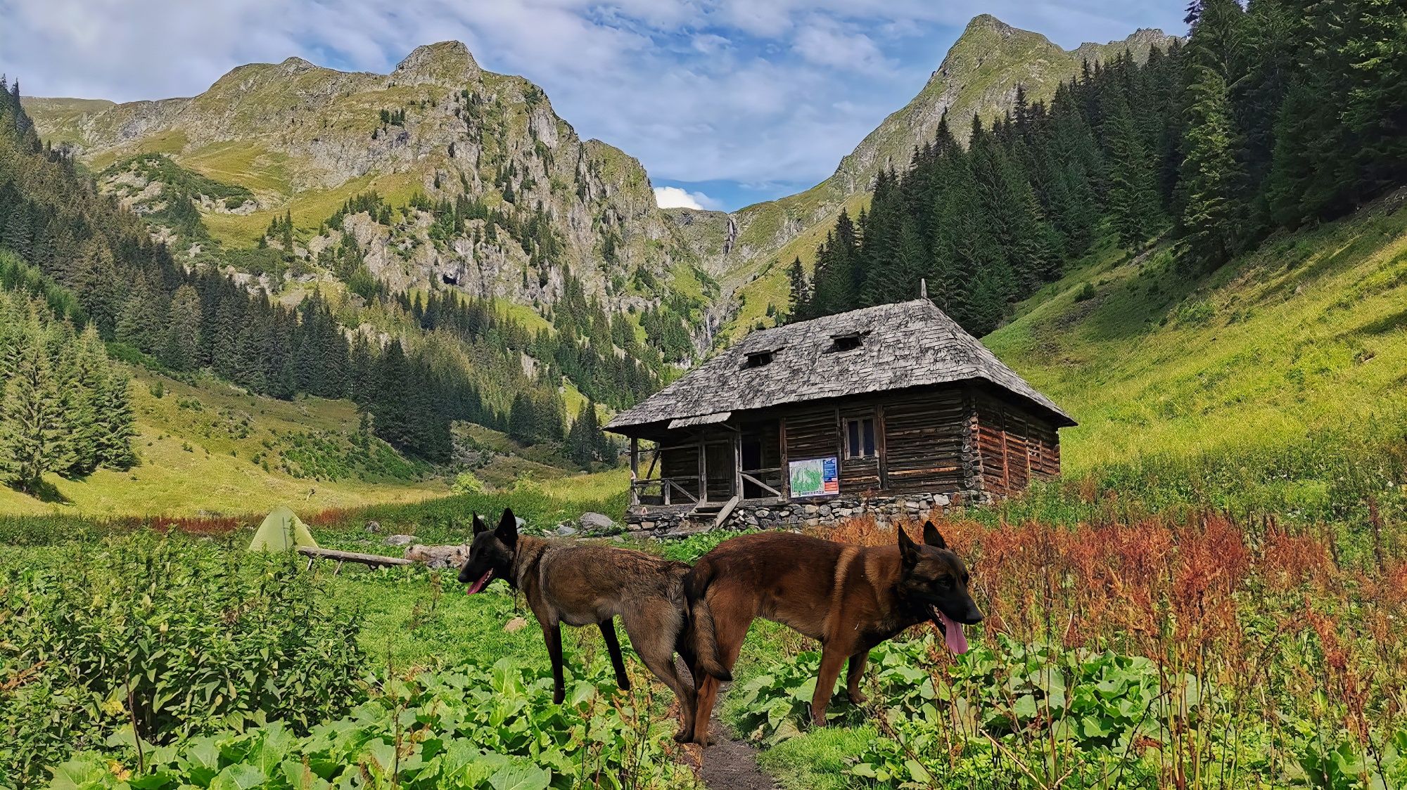 Ciobănesc belgian malinois femela cu pedigree