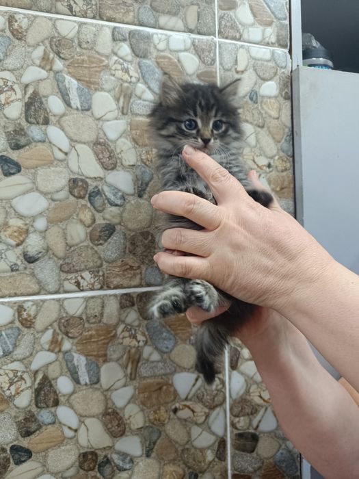 Котята вас ждут!