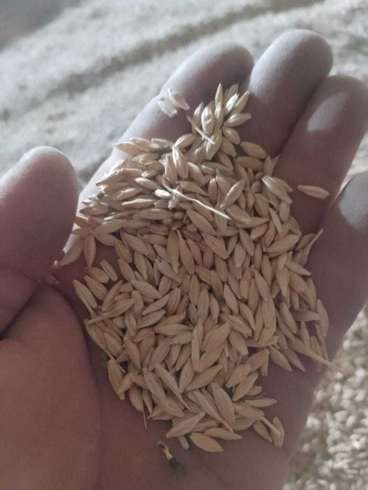 ячмень семенной продам