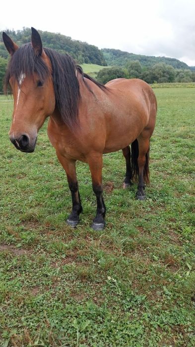 Iapa  cuminte  de 5 ani