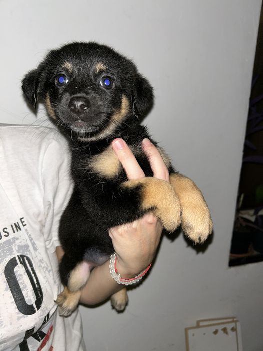 Adoptie catei foarte iubitori