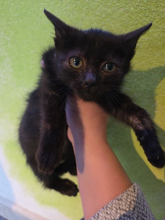 Motănel jucăuș pentru adoptie