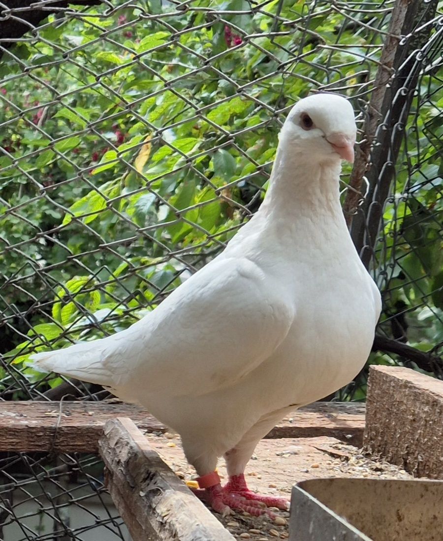 Porumbei americani