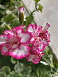 Продам цветущий пеларгонии
