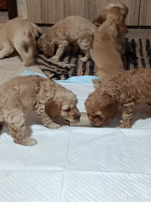 Продавам кокер шпаньол