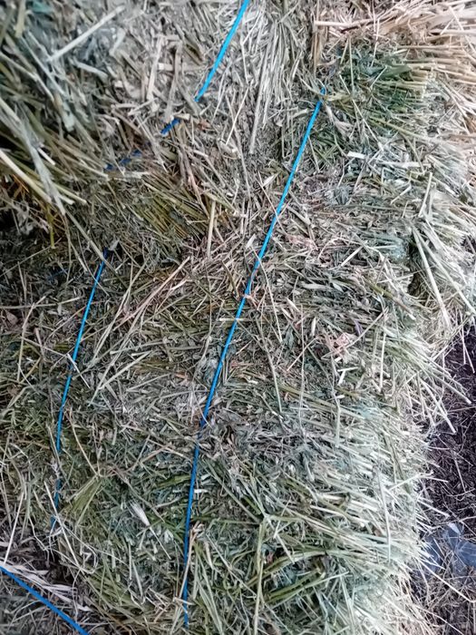 Vând baloti lucernă