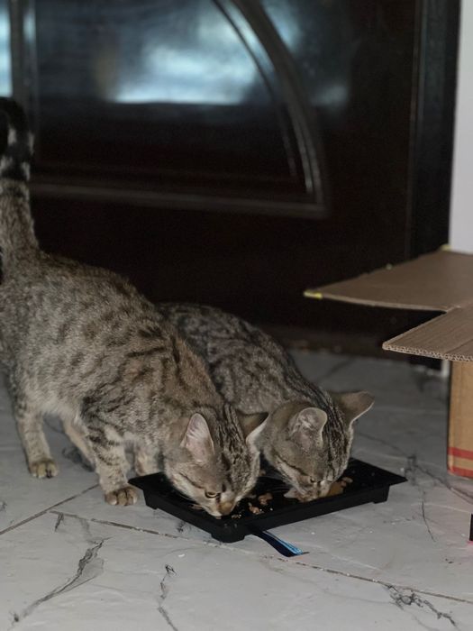 Отдам котят даром