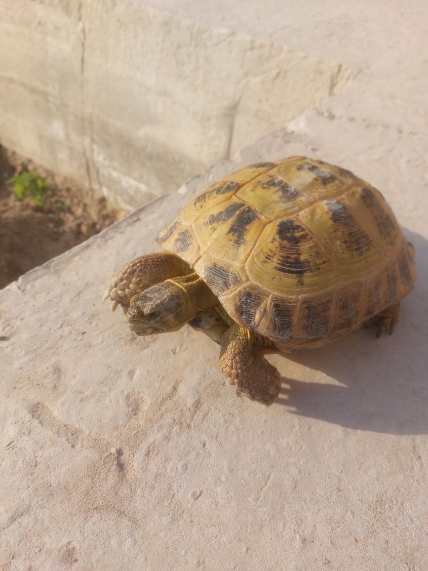 Uy hayvoni Toshbaqa