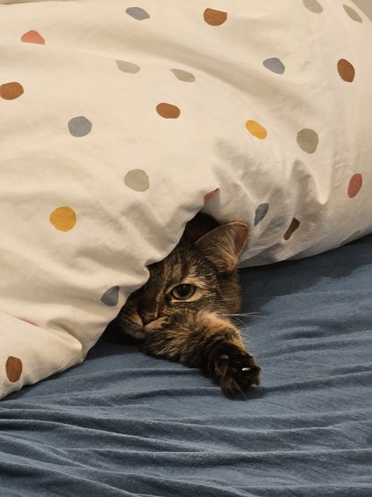 Pisica prietenoasa de donat