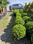 Buxus globular calitate extra