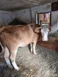 Vaca de vanzare.