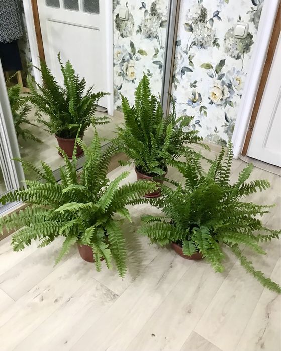 Продаются комнатные растенния