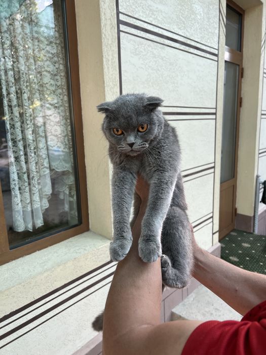 Кошка Scottish Fold