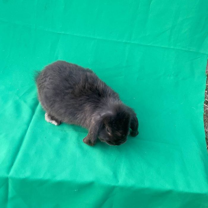 Karlik Baran Dekorativ Quyon 2 oylik Sames