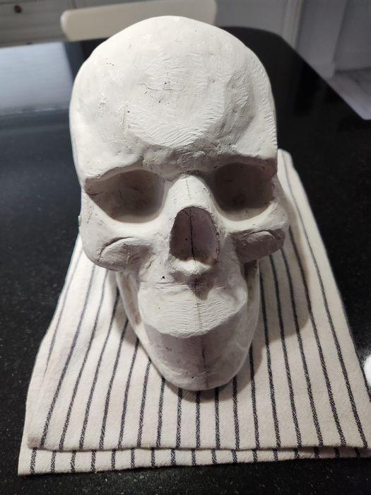 Гипсови череп в реален размер за рисуване