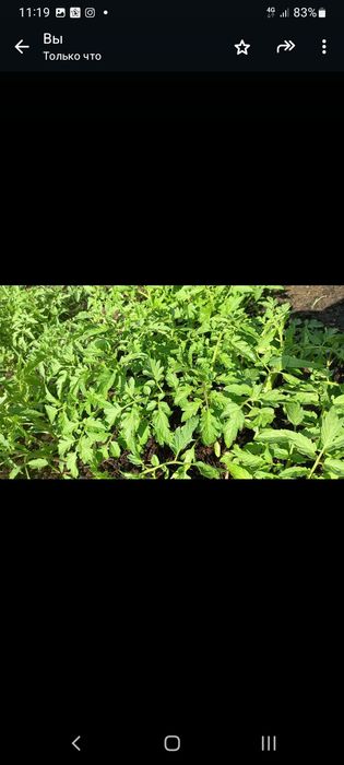 Продамрассаду помидор,толстые здоровые кустырассады,1000%приживаемость