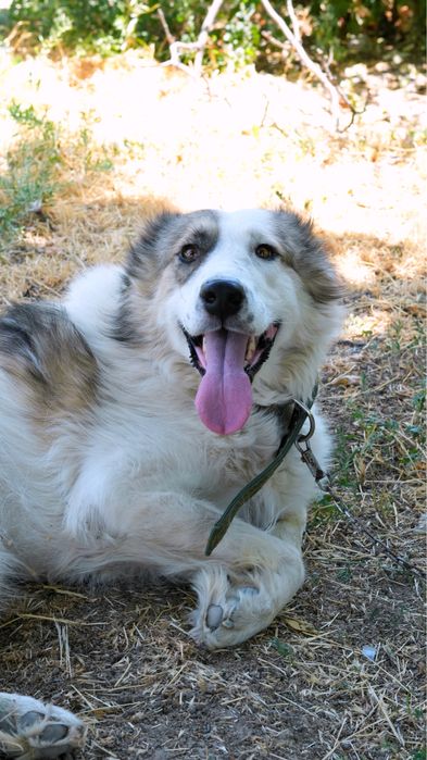 Соломон ищет семью. Подойдет для семьи. Не на цепь.