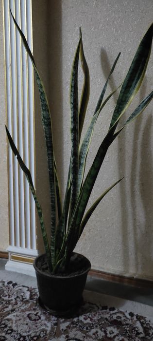 Цветы Сенсивиерия 'Laurentii'