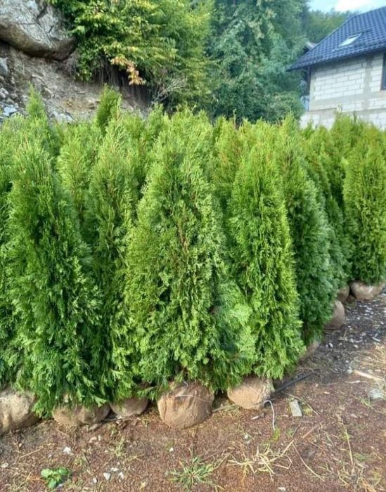 Plante ornamentale tuia smarald leilandi