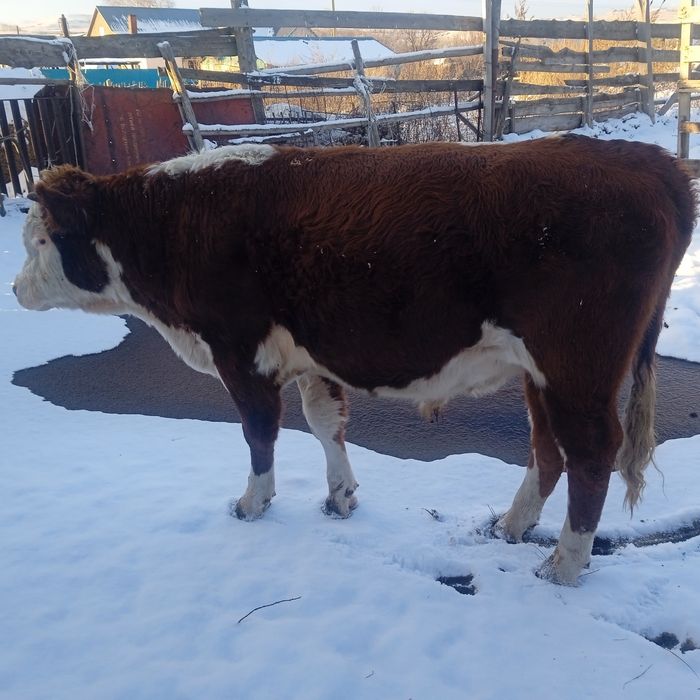 Продается Бык производитель 1,4 месяцев