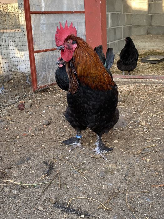 Oua incubat Marans Negru Aramiu