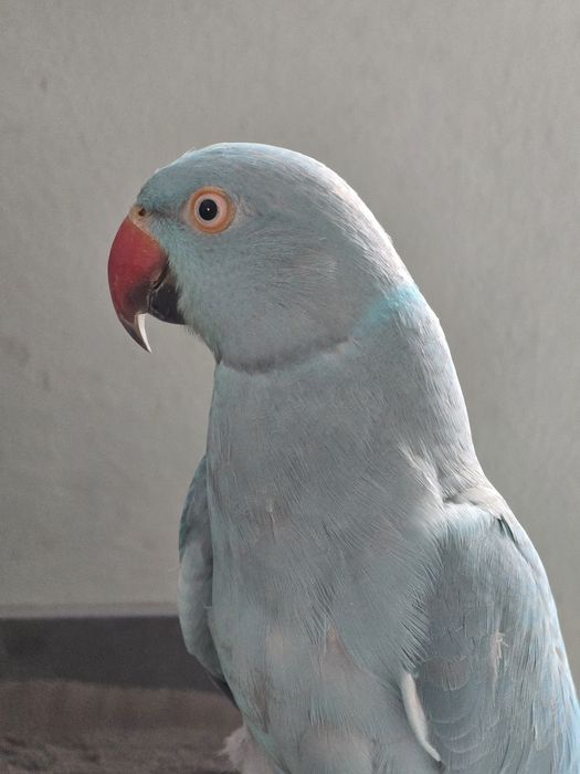 Papagal Micul Alexandru