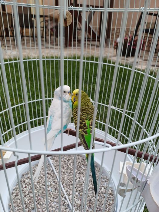 Peruși cu cusca , mancare și accesorii